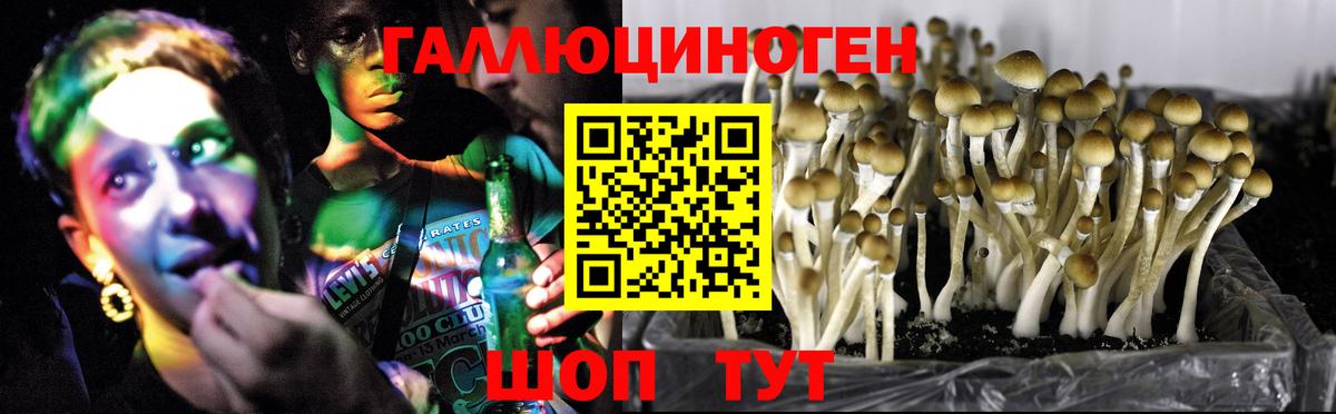 Галлюциногенные грибы Cubensis Грозный